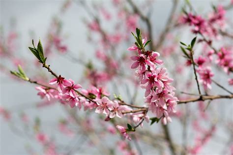 桃花圖|超过 1000 张关于“桃花”和“自然”的免费图片